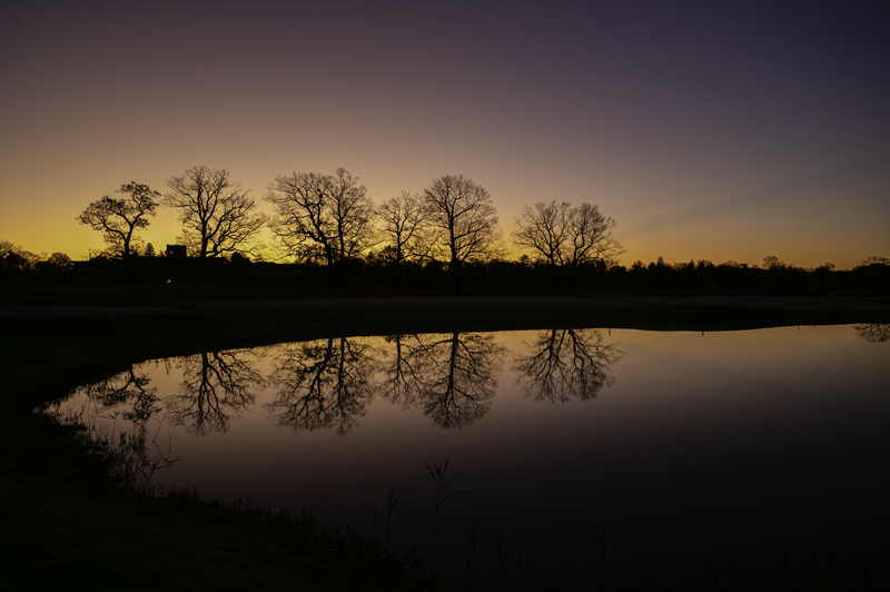 (PHOTO: Tree Reflections. The first rays of sunlight illuminating bare branches. By Stacey Massey, author of First Light, Rye.)