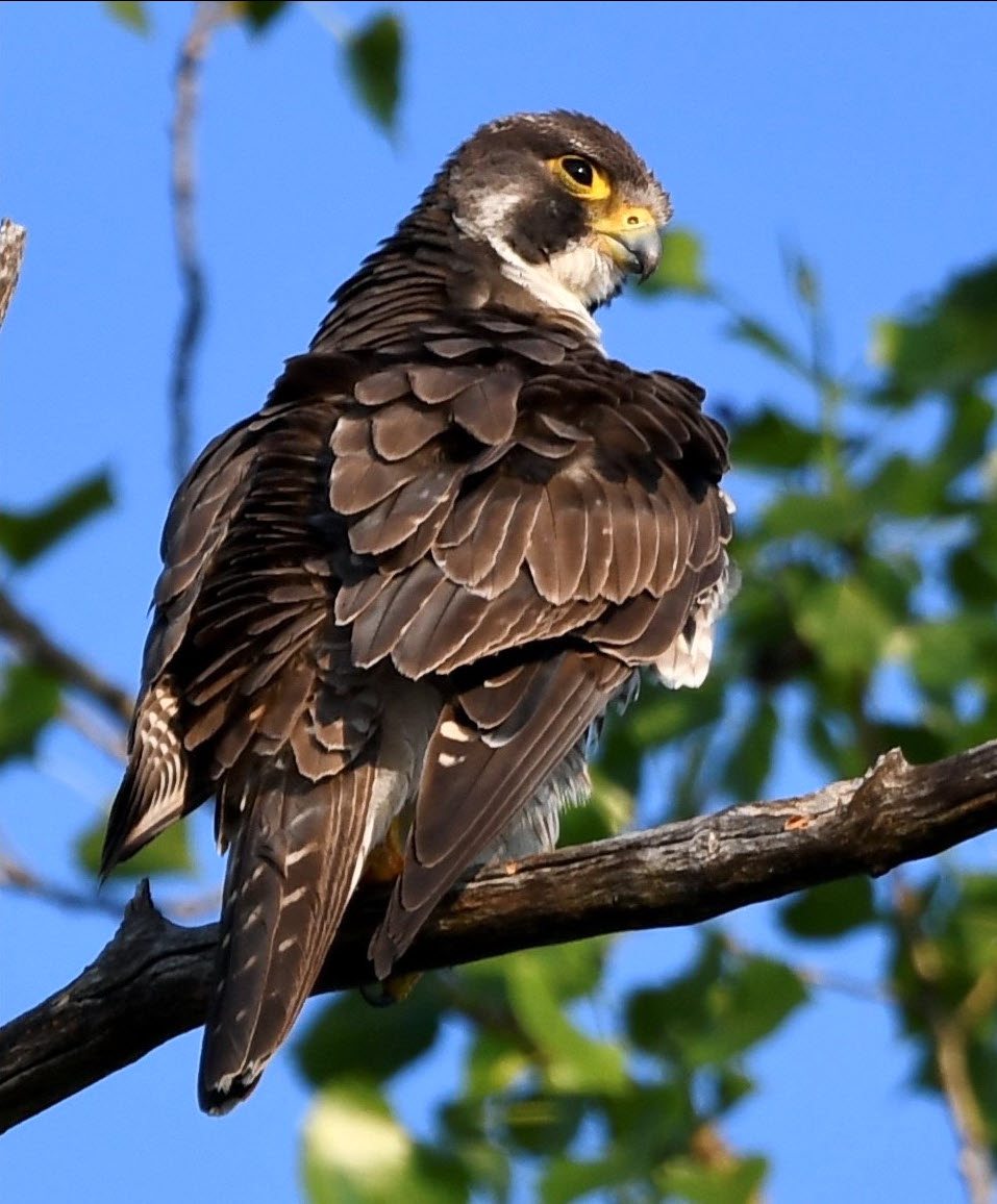 (PHOTO: Peregrine Falcon spotted at the Edith Read Wildlife Sanctuary in Rye, NY. Credit: Grace Devine.)