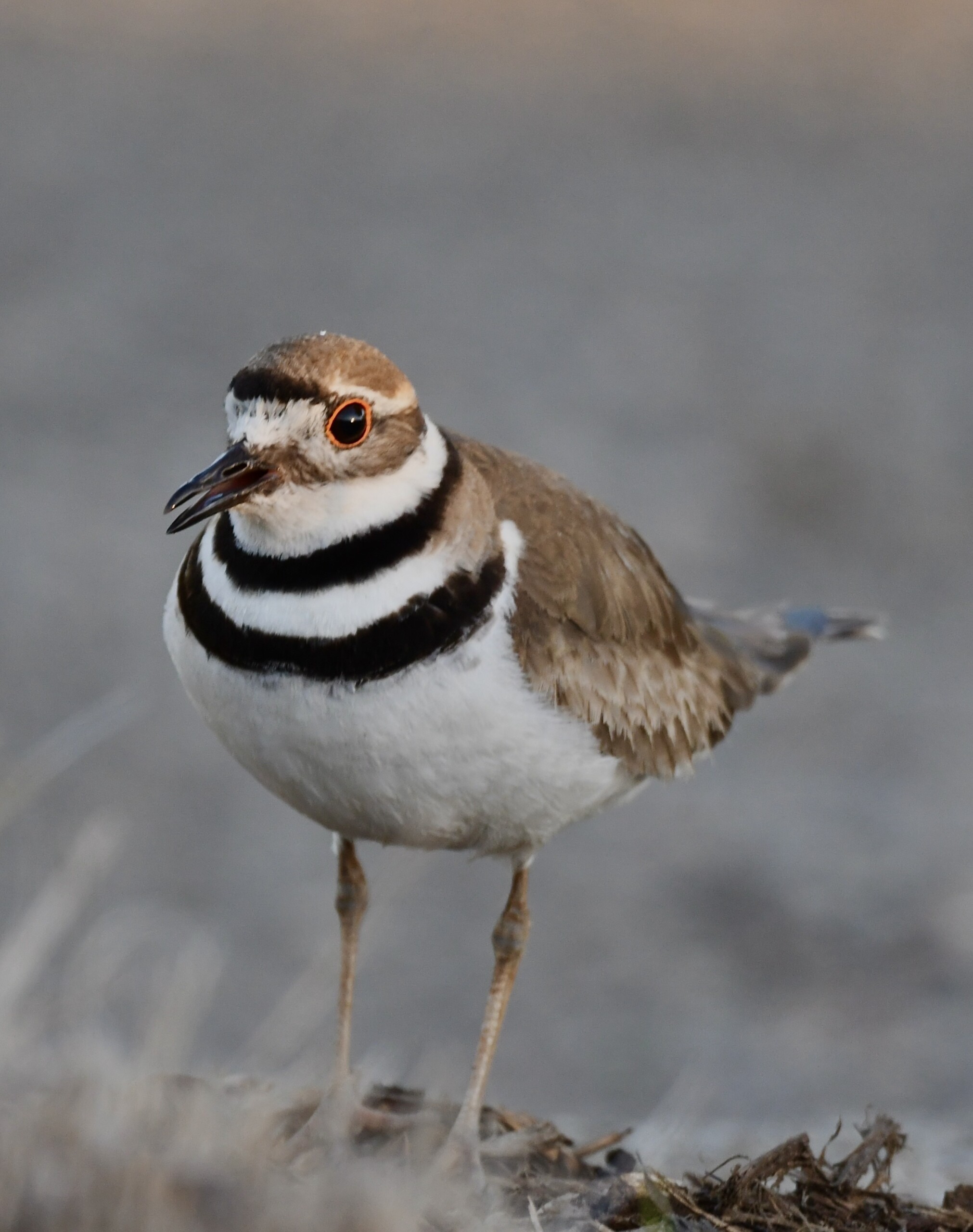 (PHOTO: Near Threatened bird species, Killdeer spotted at the Edith Read Wildlife Sancturary in Rye, NY. Credit: Grace Devine.)
