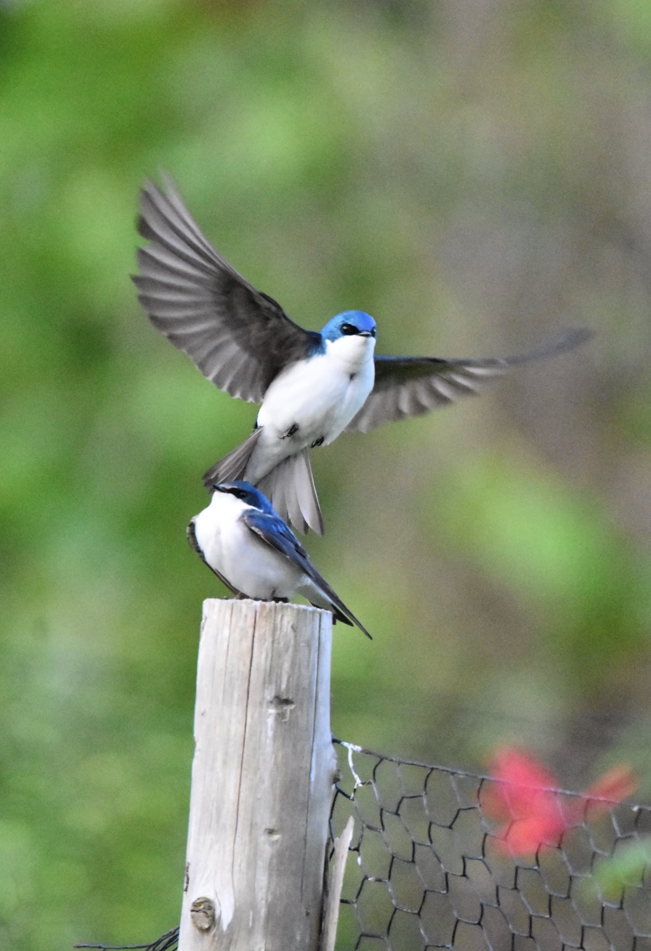 (PHOTO: Playful Tree Swallows spotted at the Edith Read Wildlife Sancturary in Rye, NY. Credit: Grace Devine.)