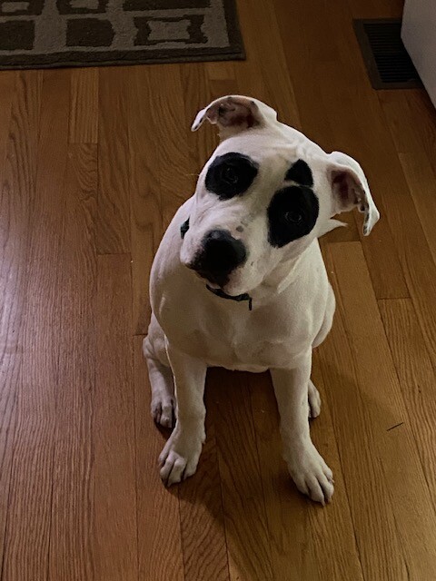 (PHOTO: Marion Anderson's dog Bandit. And no, she does not look like Petey. Contributed.)