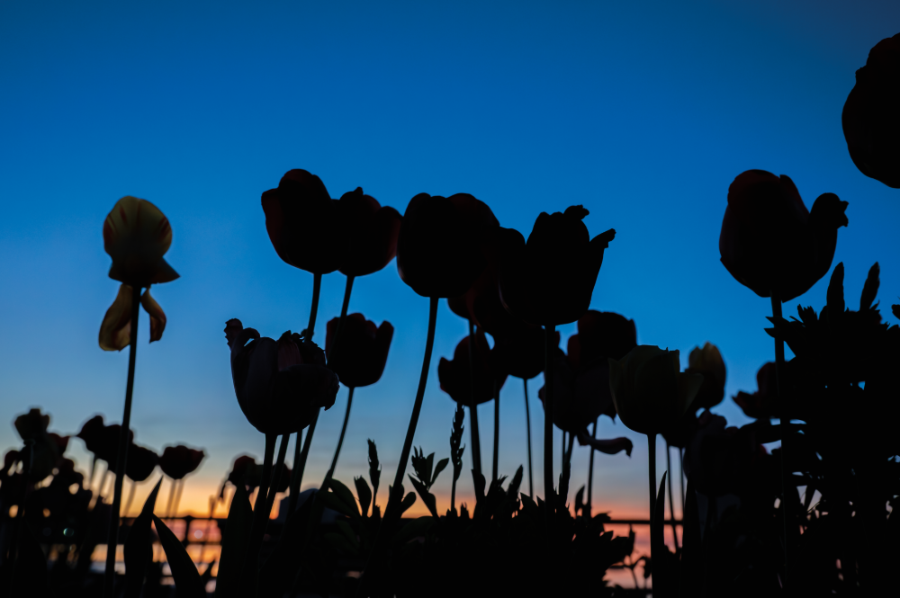 (PHOTO: Tulip Silhouettes. Spring flower silhouettes casting a dark contrast against the colorful sky. By Stacey Massey, author of First Light, Rye.)
