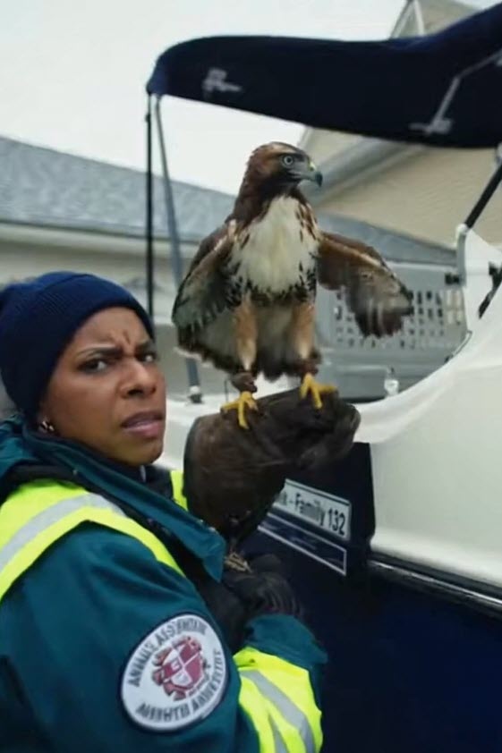 (PHOTO: A Rye Sustainability Committee volunteer readies a red-tailed hawk to go boating with a Upper Dogwood Lane family. Credit: THE RYE ONION Fake News, Really Rye. A Satirical Series Presented by MyRye.com. Image created with AI.)