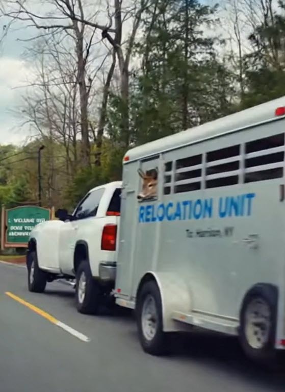 (PHOTO: Deer deemed ecologically noncompliant will be deported to Harrison. Credit: THE RYE ONION Fake News, Really Rye. A Satirical Series Presented by MyRye.com. Image created with AI.)