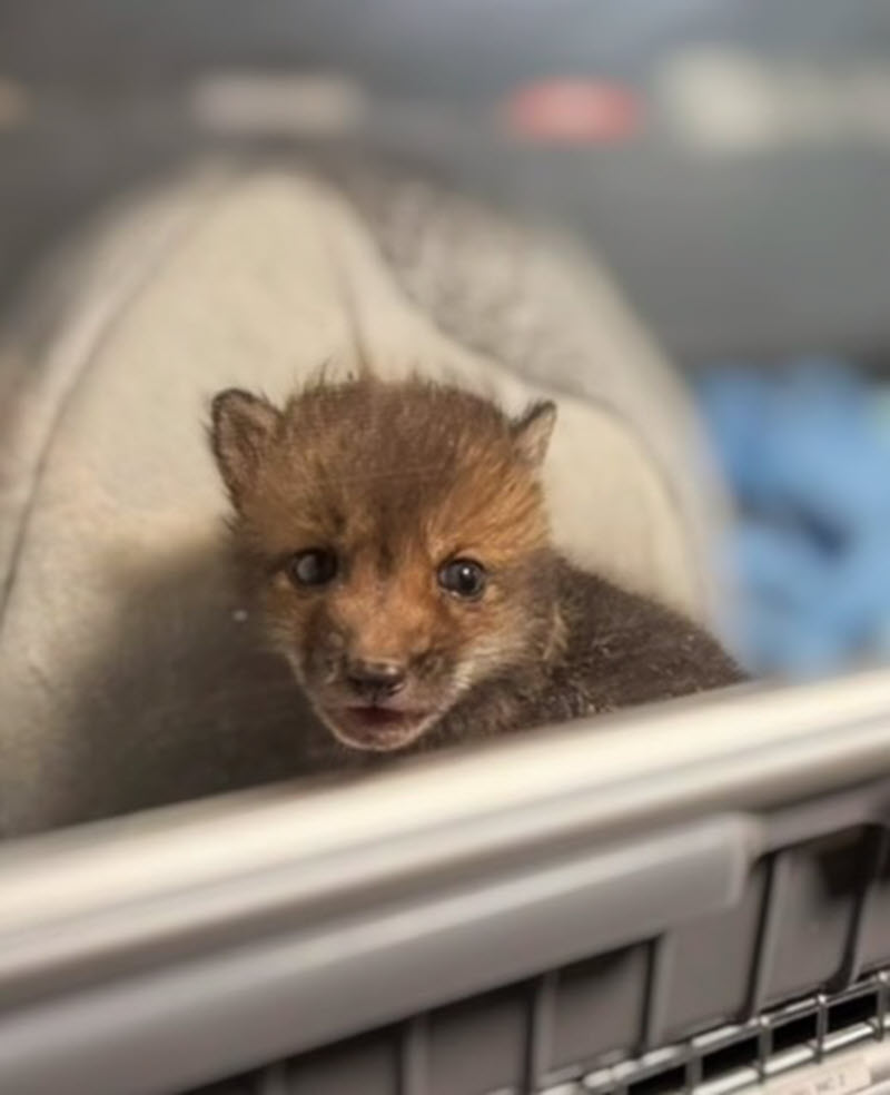 (PHOTO: A baby fox (called a kit) was recued by a local animal rescue in the vicinity of Brookdale Place off Milton Avenue on the evening on Monday, March 30, 2026. Contributed.)
