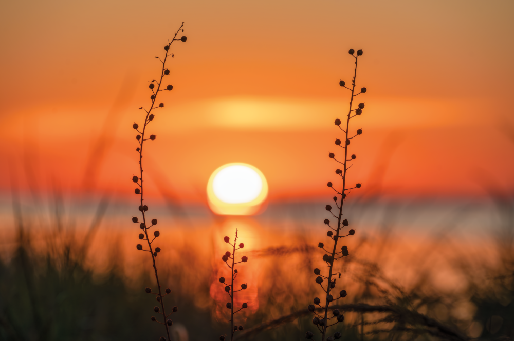 (PHOTO: Beyond the Reeds. The sun rises beyond the reeds. By Stacey Massey, author of First Light, Rye.)