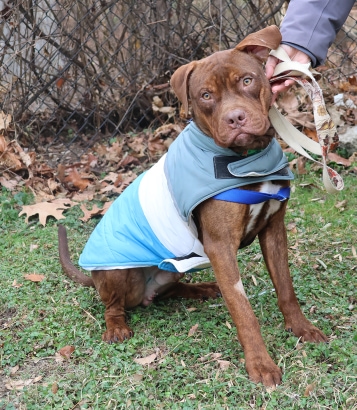 Pet Adoption: Hooch, Gentle and Loving