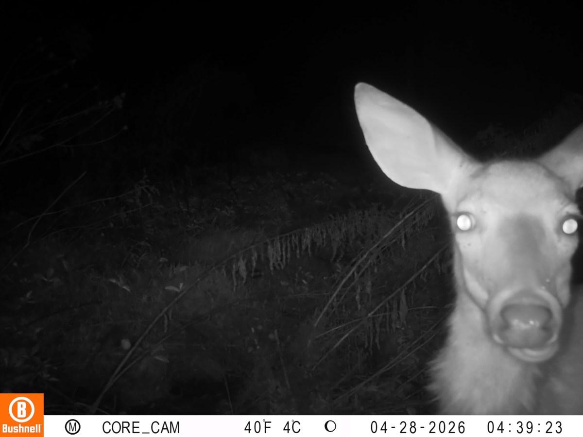 Nighttime photo of a deer in a garden.