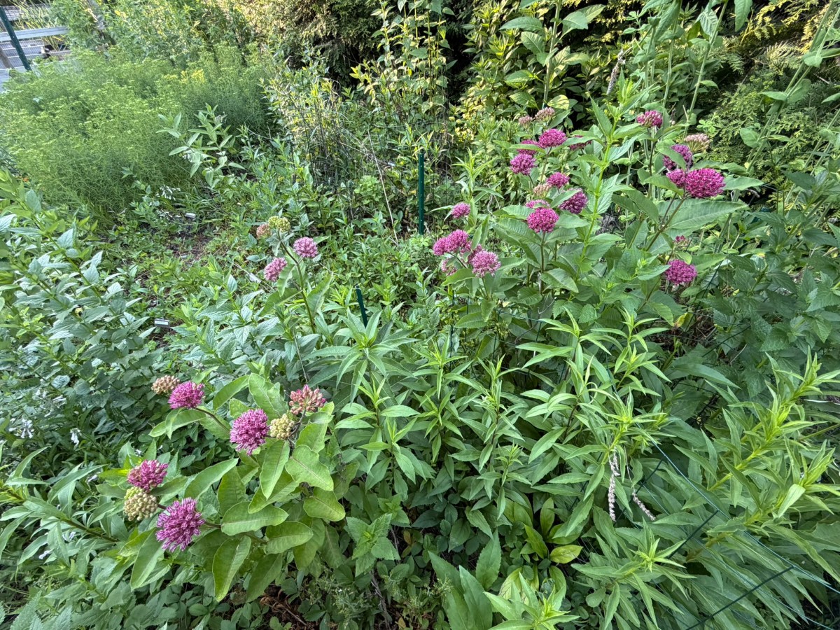 Going Native: Asclepias purpurascens – Purple Milkweed