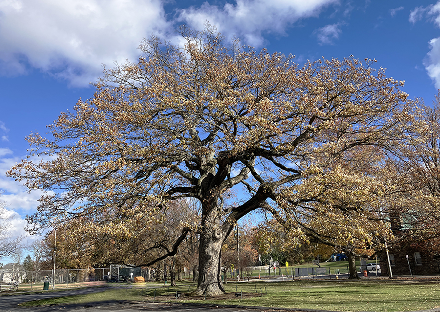 large swamp white oak tree