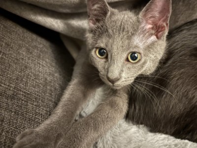 Pet Adoption: Charles, Sweet and Friendly