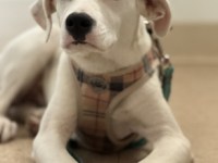 Pet Adoption: Gem, Gentle and Quiet