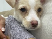 Pet Adoption: Tango, Sweet and Cuddly
