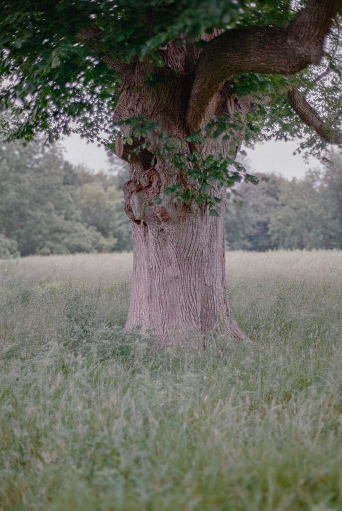 (PHOTO: Marshlands Shade. A tree casting shade over a field at the Marshlands. By Markus Peters.)
