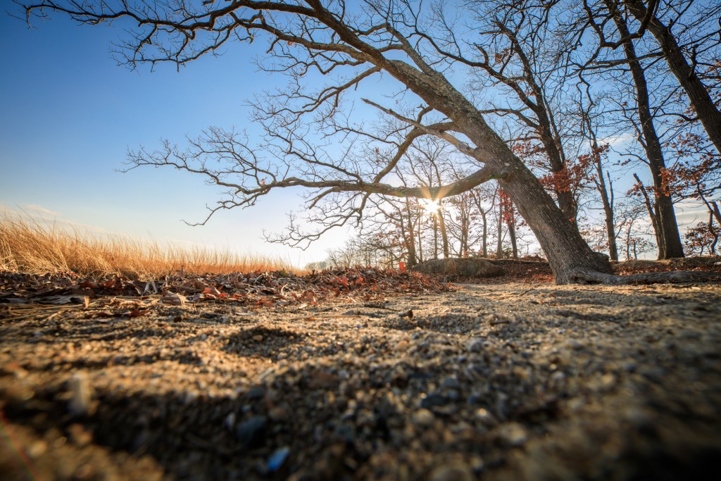 (PHOTO: Winter Sun, an Ant’s Perspective. Marie’s Neck at the Marshlands Conservancy. By Christine Gregg.)