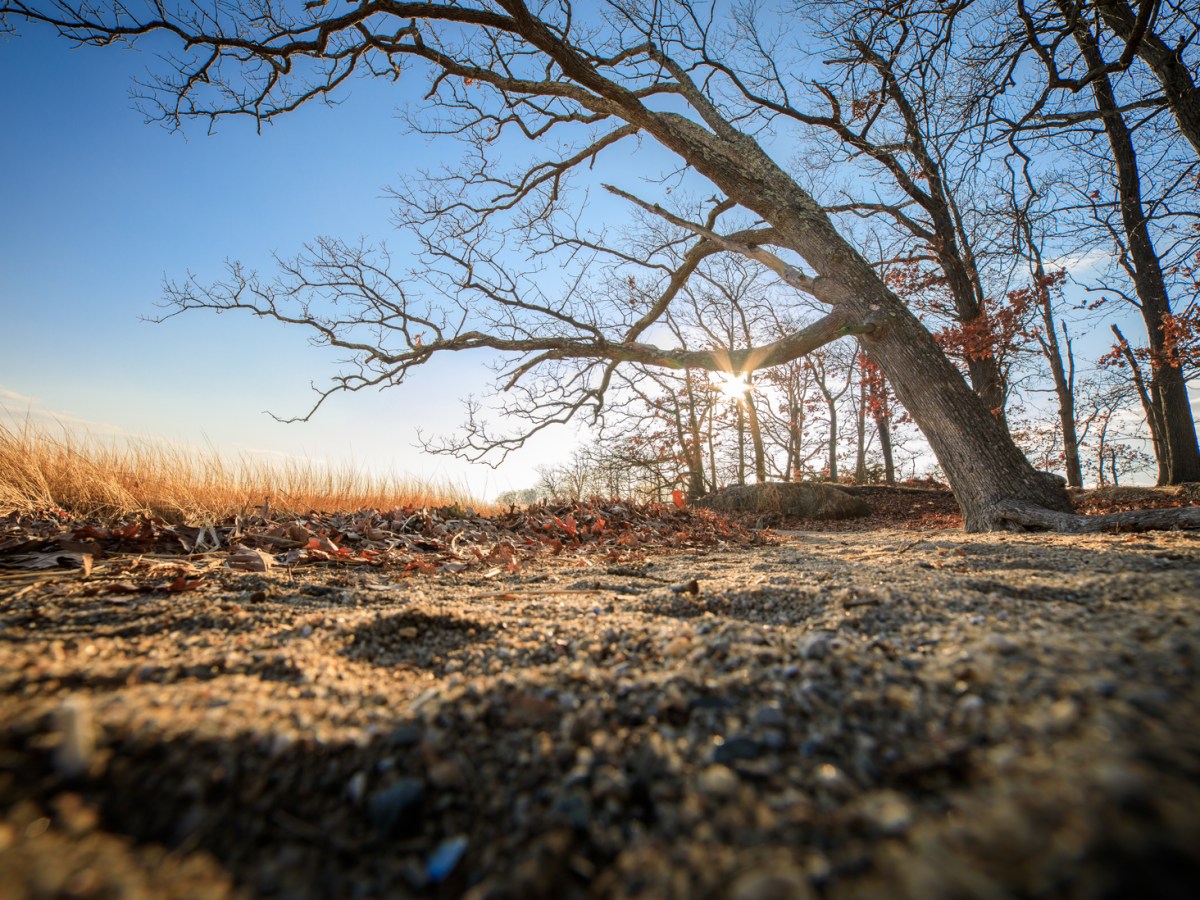 Art of Rye: Winter Sun