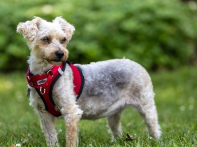 Pet Adoption: Arabella, Sweet and Loving