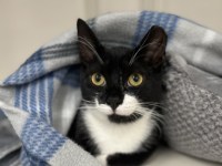 Pet Adoption: Bodie, Affectionate and Playful
