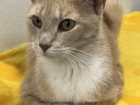 Pet Adoption: Dulce, Sweet and Affectionate