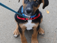 Pet Adoption: Abel, Sweet and Easygoing