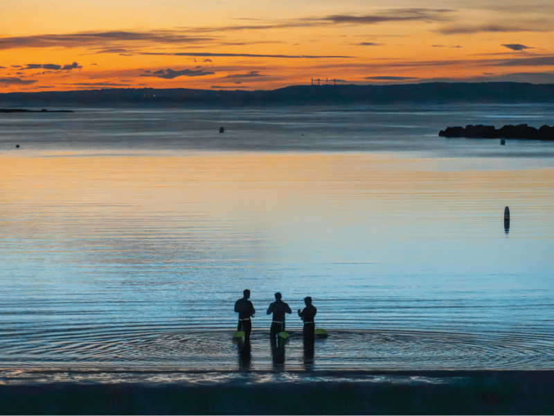 Art of Rye: Dawn Swimmers
