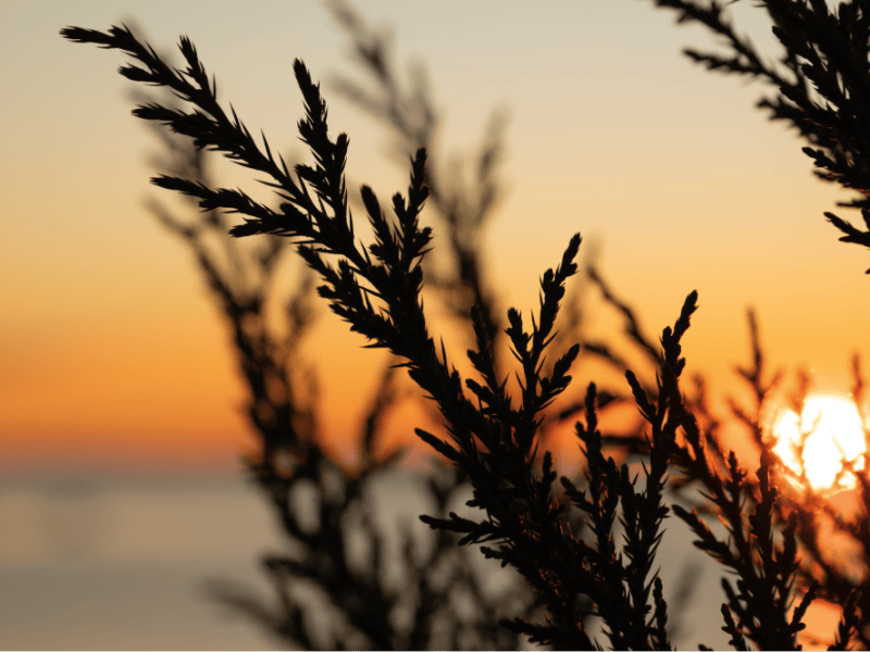 Art of Rye: Silhouetted Sunrise