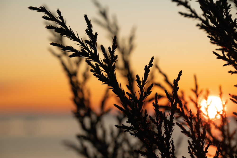 (PHOTO: Silhouetted Sunrise. Morning sun glows through the silhouetted branches against an orange sky. By Stacey Massey, author of First Light, Rye.)