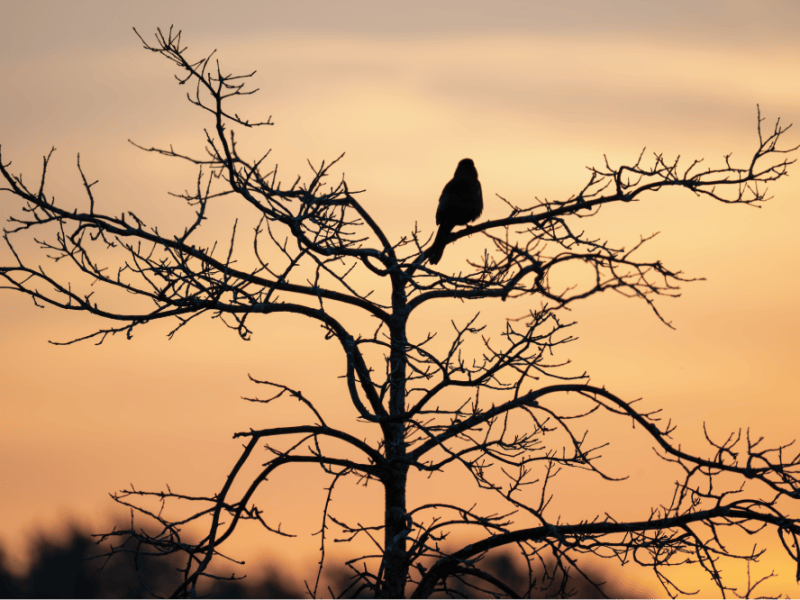 Art of Rye: Solitary Bird