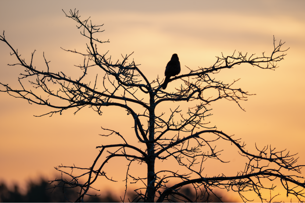 (PHOTO: Solitary Bird. Sitting aloft on a bare tree, a bird is silhouetted against the sky. By Stacey Massey, author of First Light, Rye.)
