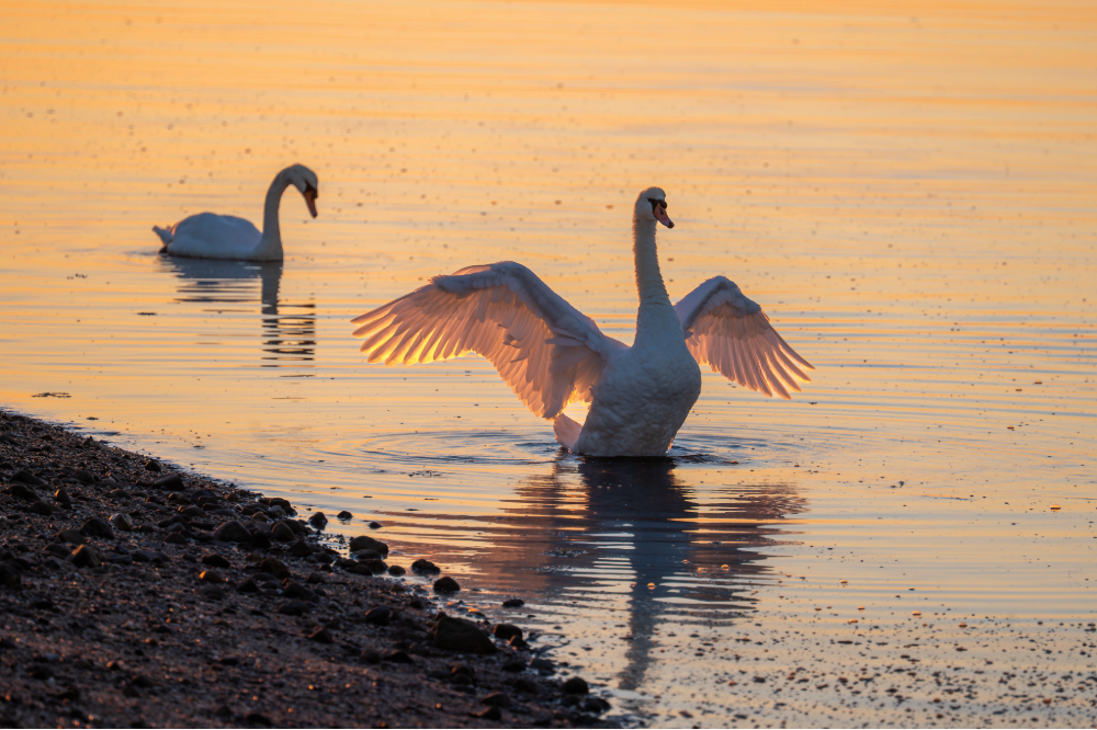(PHOTO: Swan Swim. Posing in the shallow, a swan's wings catch the early morning light. By Stacey Massey, author of First Light, Rye.)