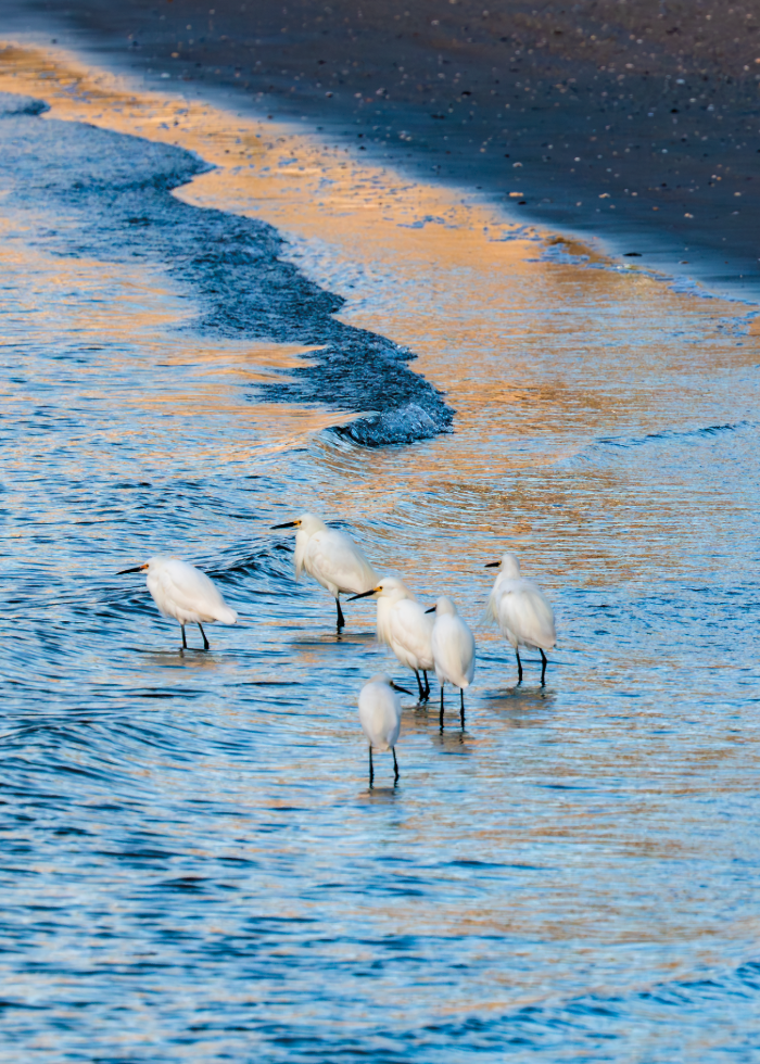 (PHOTO: Wave Break. Snowy Egrets gather in the shallow tide where the waves break onto the shore. By Stacey Massey, author of First Light, Rye.)