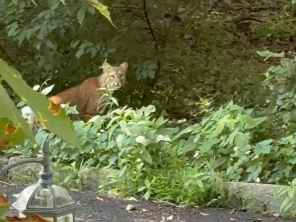 Multiple Bobcat Sightings Reported by Rye Police Department
