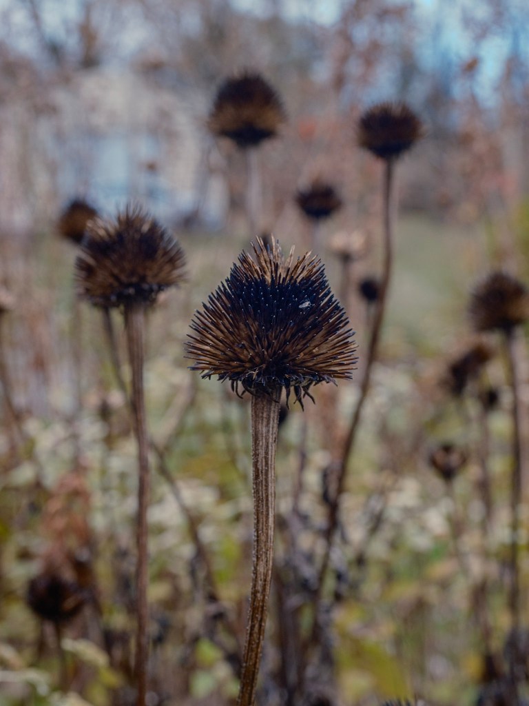 (PHOTO: Remnants. The husk of a flower withering as winter approaches. By Markus Peters.)