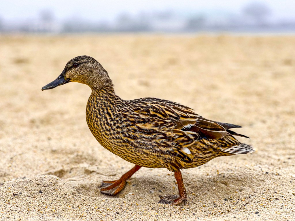 (PHOTO: Duck Walk. A duck strolling along the beachfront. By Markus Peters.)