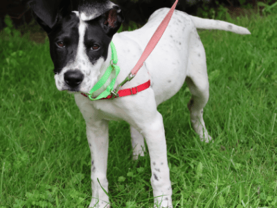 Pet Adoption: Cypress, Smart and Playful