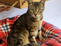 Pet Adoption: Fudge, Sweet and Playful