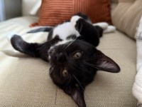 Pet Adoption: Azalea, Cuddly and Outgoing