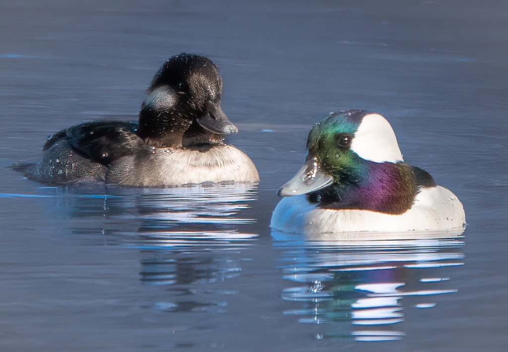 (PHOTO: Bufflehead (Bucephala albeola) at the Edith G. Read Wildlife Sanctuary in Rye, New York. Credit: Kara Mason.)