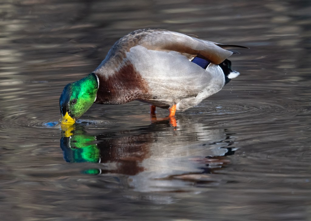 (PHOTO: Mallard (Anas platyrhynchos) at the Edith G. Read Wildlife Sanctuary in Rye, New York. Credit: Kara Mason.)