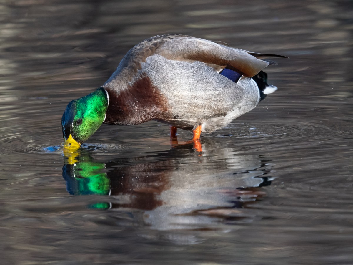 Birds of Rye: Mallard (Anas platyrhynchos)