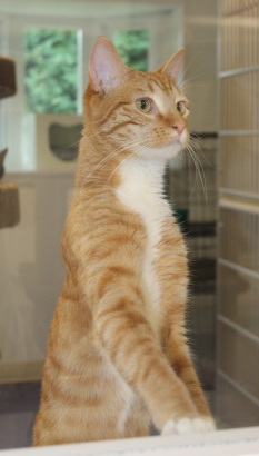 (PHOTO: Simba.)